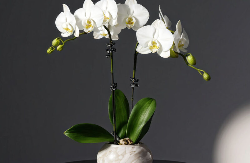 white-orchid-arrangements-as-a-symbol-of-sympath